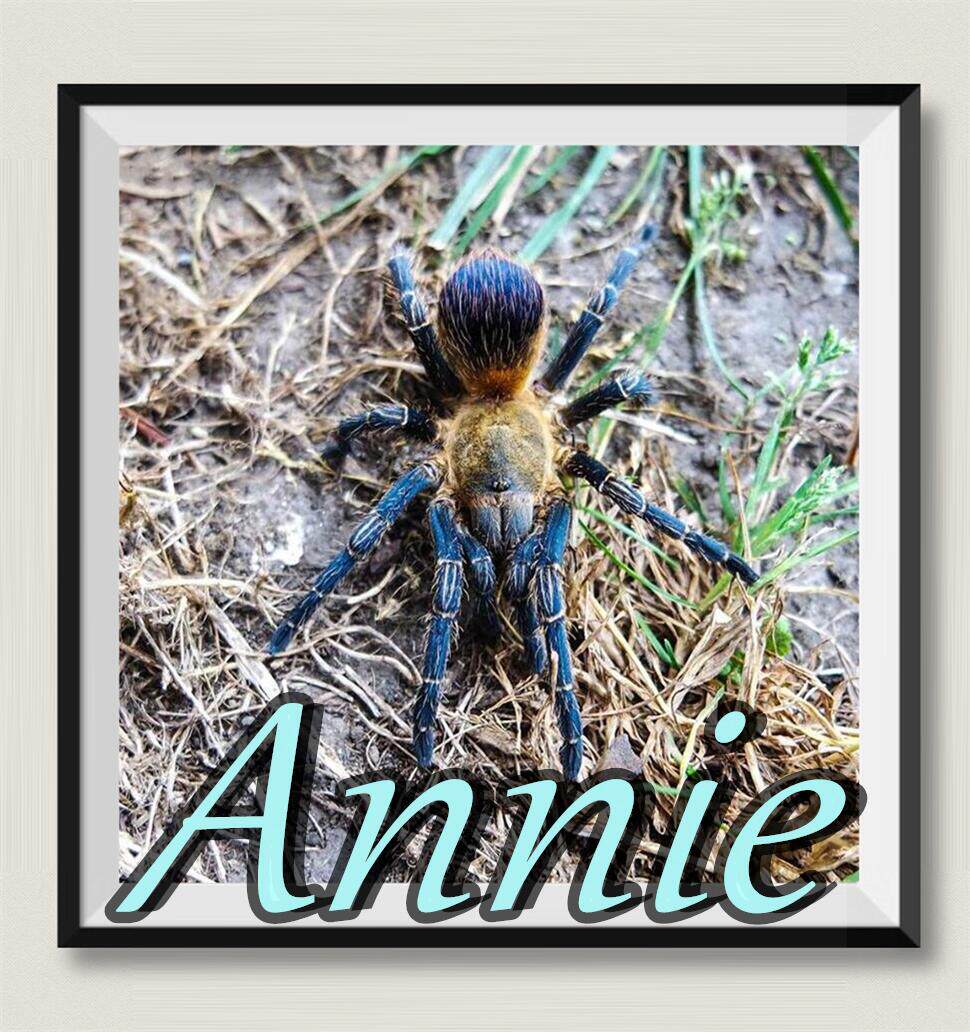 哥伦比亚蓝腿火焰网红宠物蜘蛛色彩丰富的小型品种