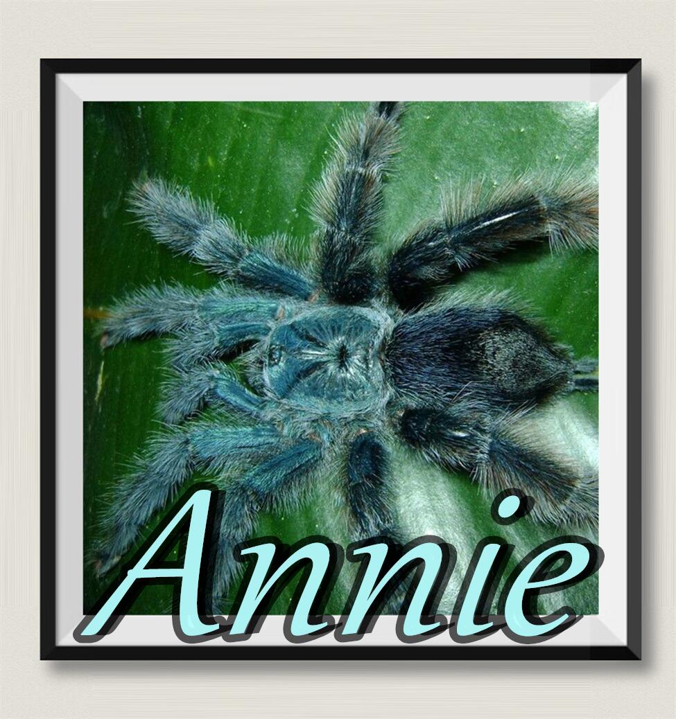 巴西蓝绿粉趾网红宠物蜘蛛av属粉趾家族比较稀少的进阶级经典品种