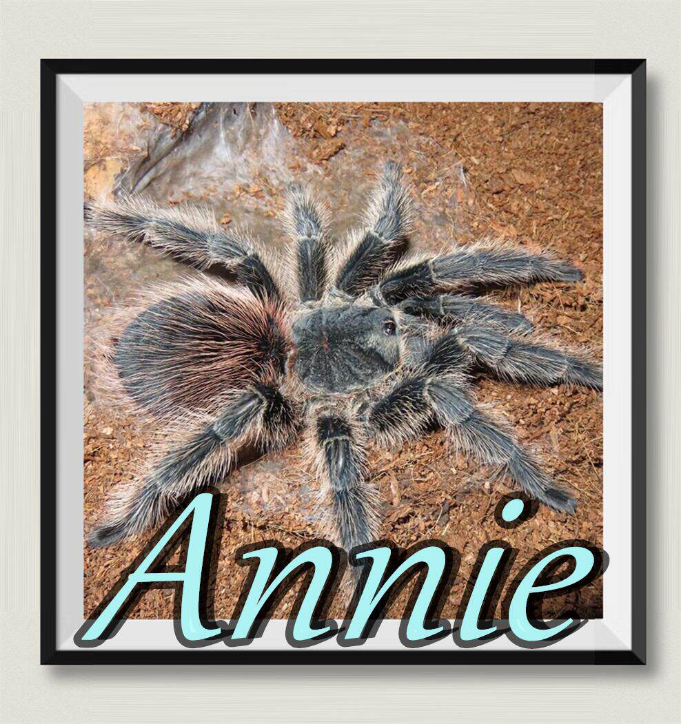 巴西火红食鸟网红宠物蜘蛛高人气l属巨头之一经典品种