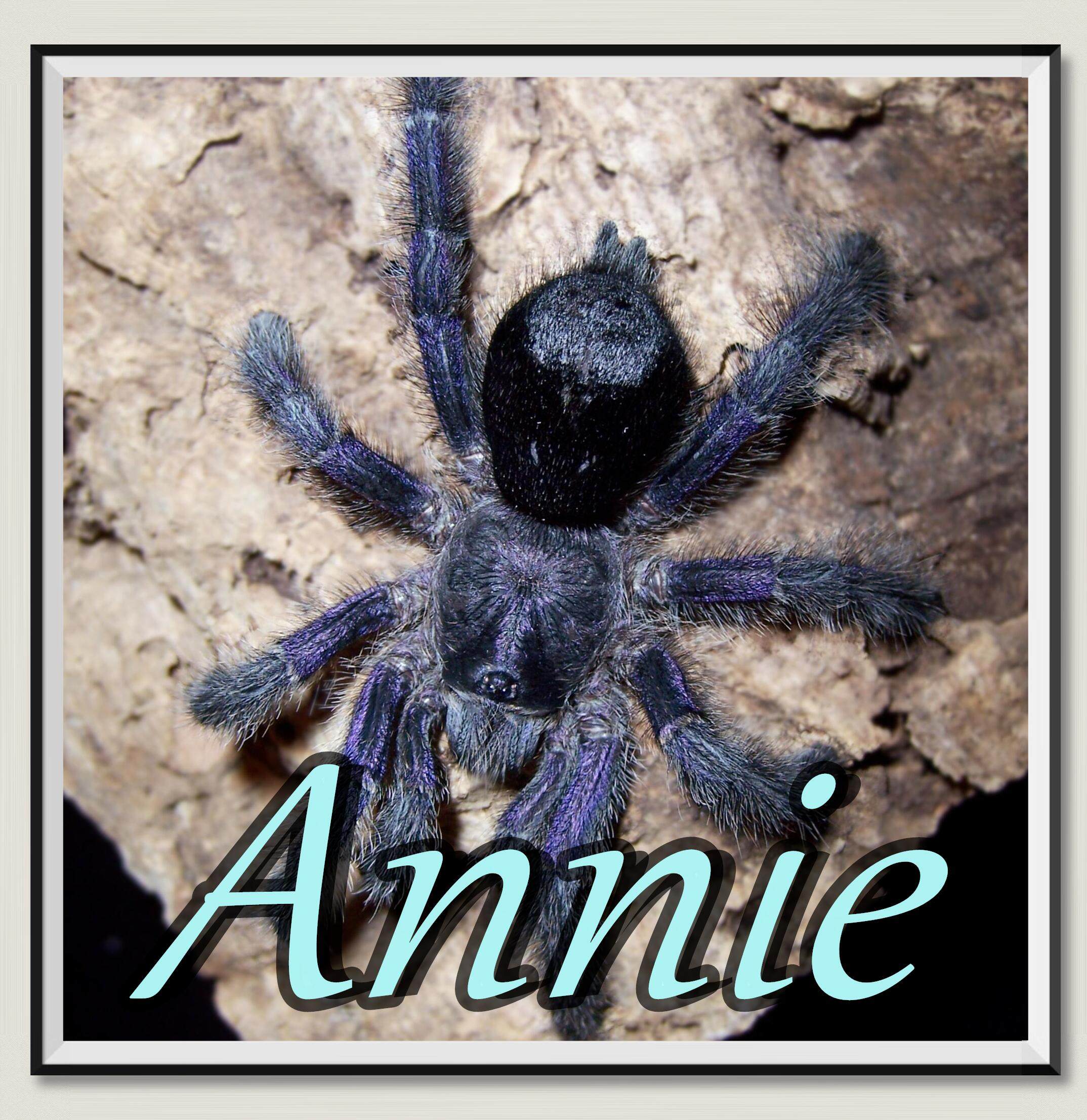 厄瓜多尔紫粉趾网红宠物蜘蛛高人气av属树栖型经典品种