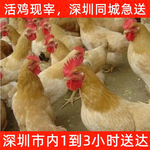 果园现杀深圳走地鸡放养五谷杂粮