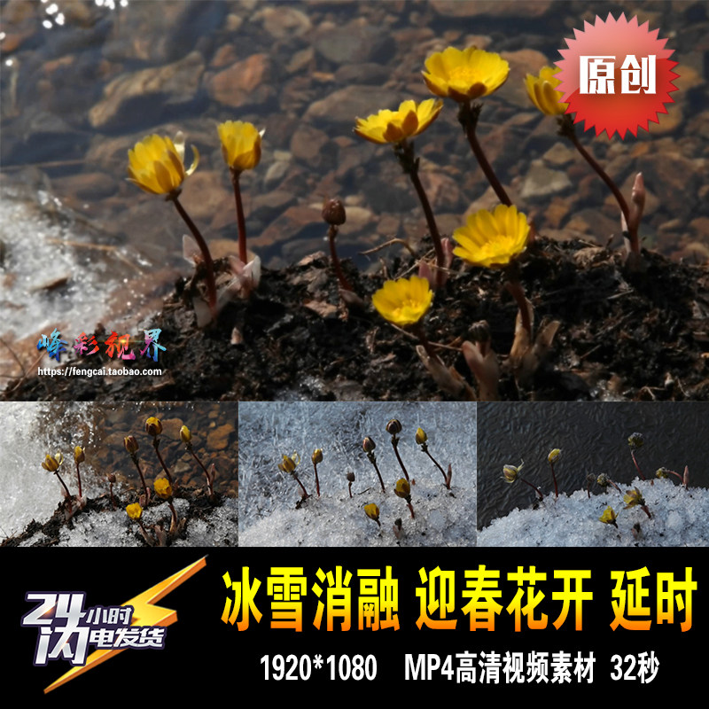 冰凌花雪绒花冰雪消融迎春花开万物复苏原创延时实拍高清视频素材
