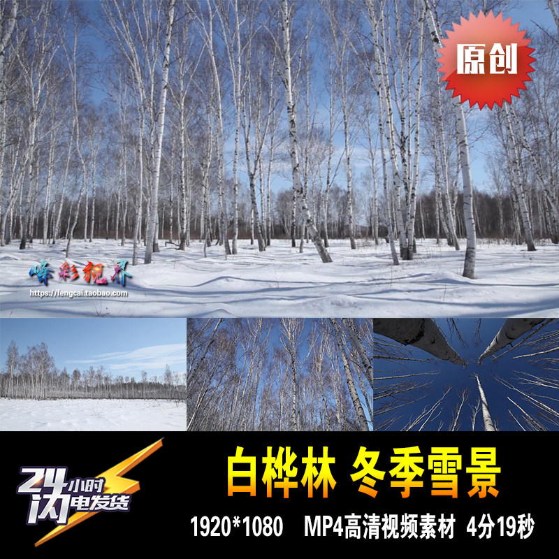 白桦林 白桦树 冬季北大荒东北雪景树林 原创拍摄高清视频素材