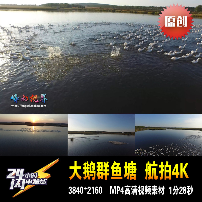 大白鹅鸭子群湖鱼池戏水游泳夕阳实拍航拍4k 原创高清视频素材
