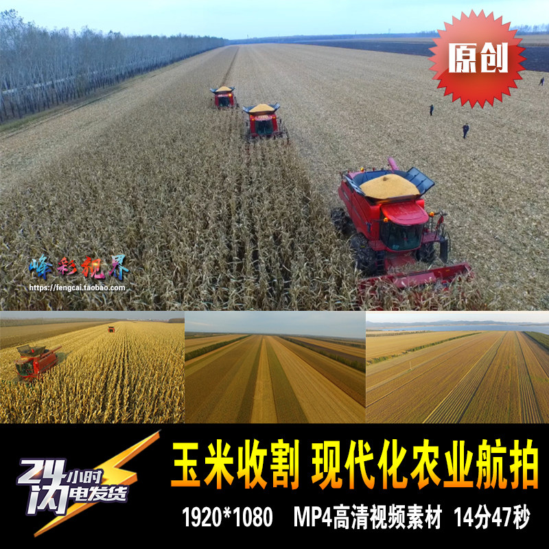 玉米田丰收现代农业机械化收割收获北大荒航拍 原创高清视频素材