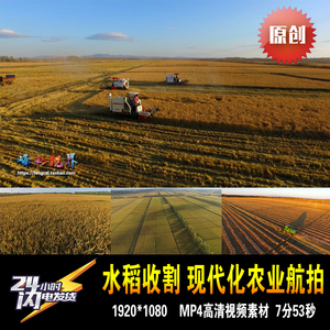 水稻大米丰收现代农业机械化收割北大荒东北航拍原创高清视频素材