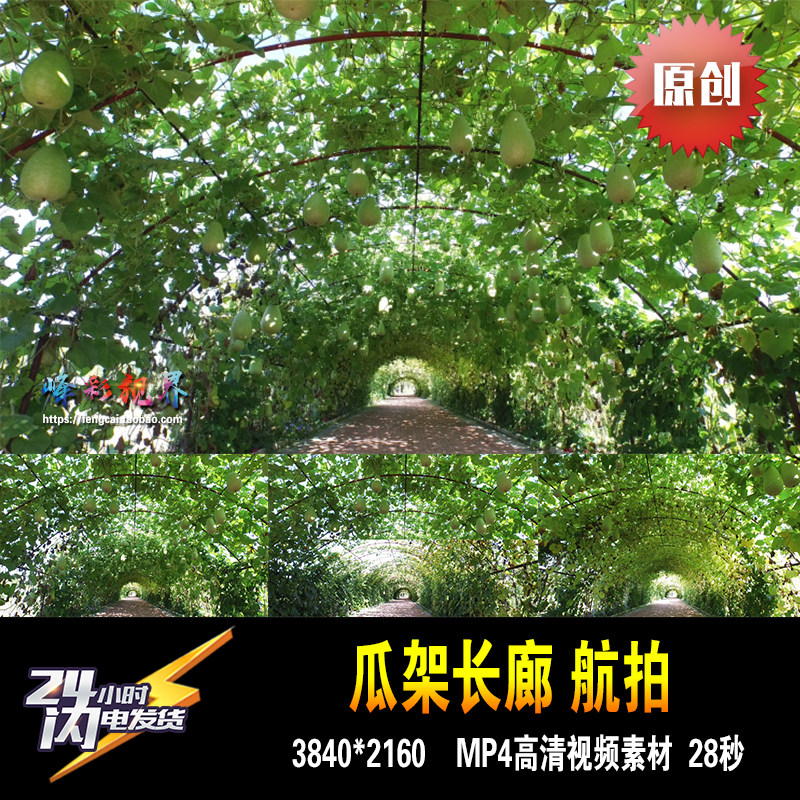 植物长廊瓜藤架下硕果累累果实成熟 原创高清视频素材