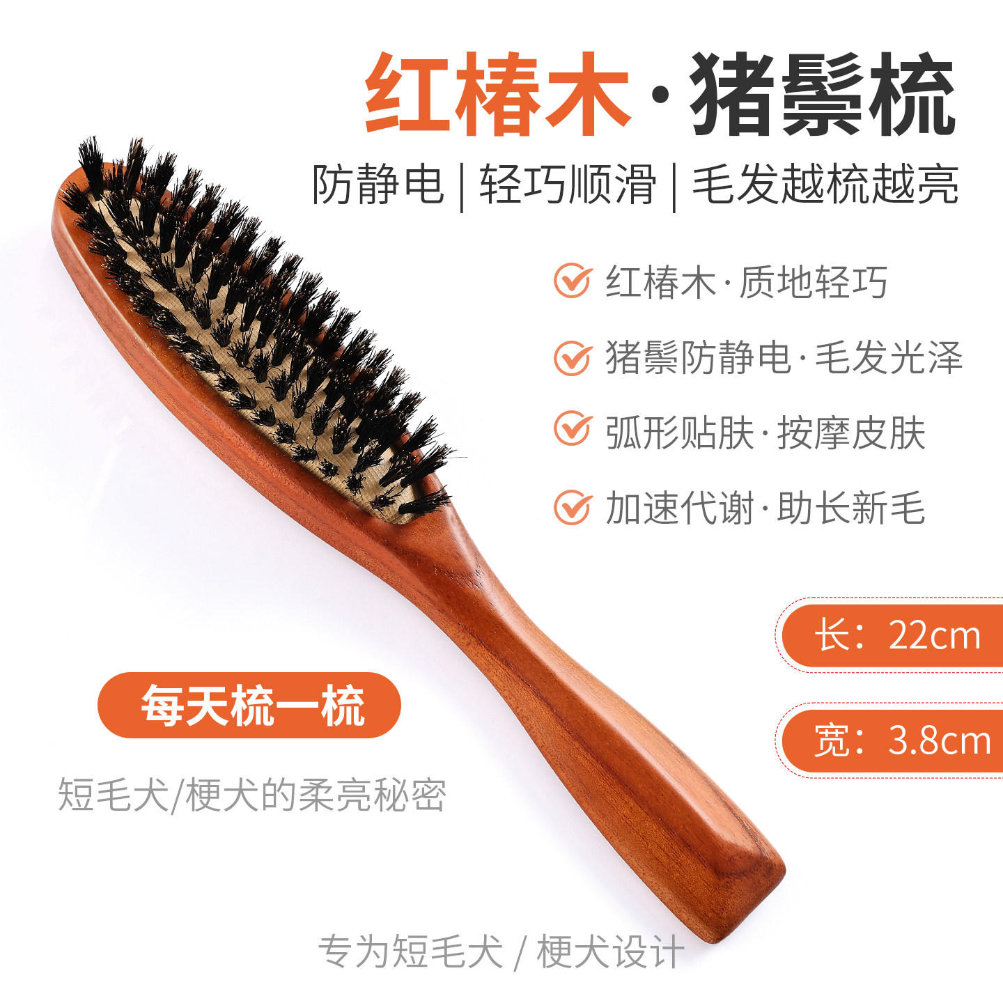 猪鬃梳梗犬专用雪纳瑞西高地白梗