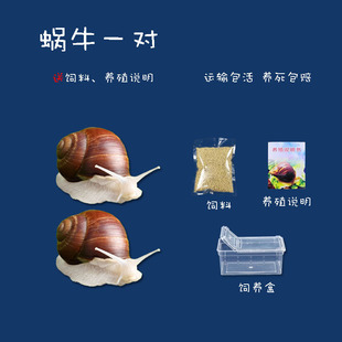 蜗牛宠物白玉蜗牛活物饲养盒土饲料学生观察幼儿园小动物饲养套装