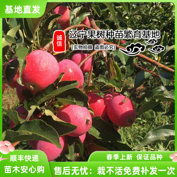 嫁接苹果树苗抗寒鸡心果小苹果苗香妃海棠果树苗盆栽地栽耐寒品种