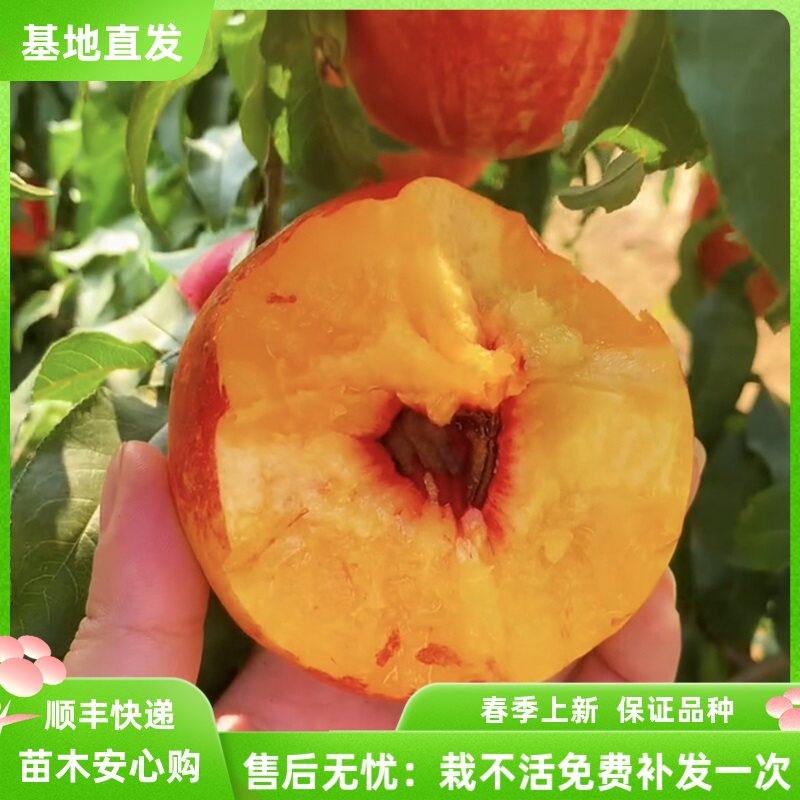 嫁接钱数桃树苗九号新品种果树苗
