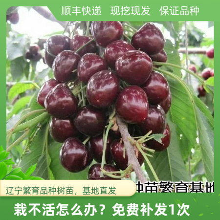俄罗斯大樱桃辽宁基地车厘子苗