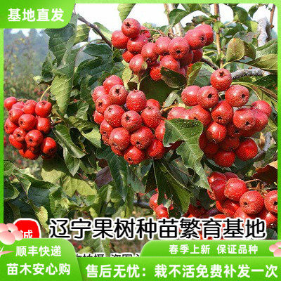 嫁接山楂苗大金星地栽山楂树大五棱适合南北方种植嫁接磨盘果树苗