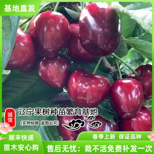 俄罗斯耐寒庭院地栽樱桃苗新品