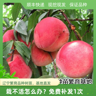 耐寒蜜雪桃树苗 盆栽地栽桃树苗 南方北方种植当年结果寒蜜桃树苗