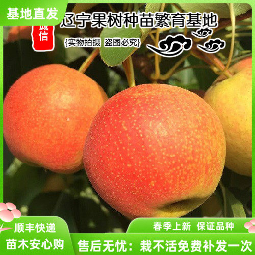 鞍山辽宁嫁接南方庭院种植树苗