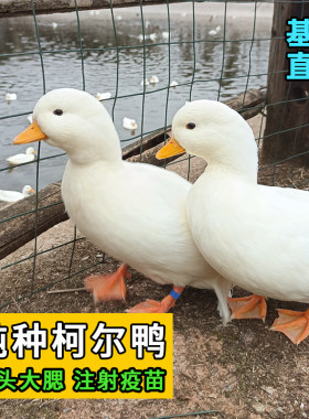 鸭小白科尔鸭受精蛋可孵化柯尔鸭