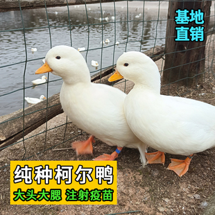 鸭小白网红纯种柯尔鸭受精蛋小宠物科尔鸭成年幼仔崽活苗柯达鸭蛋
