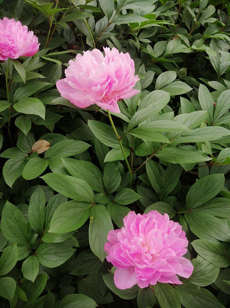 垫江粉,又名川白芍,芍药花苗,重庆垫江品种,江南芍药品种