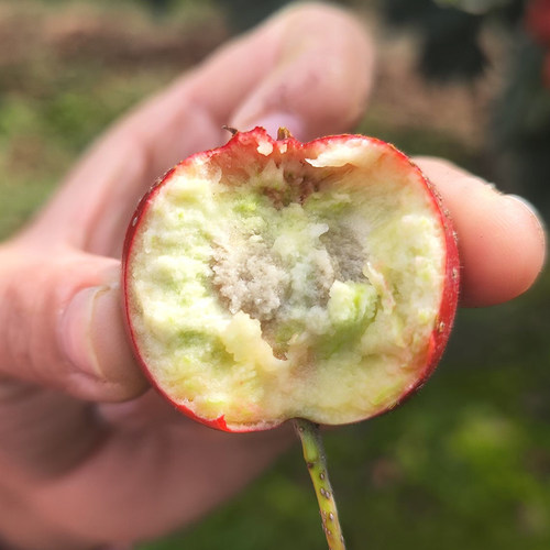 新鲜山楂果山里红鲜果红果酸甜当季七月红大金星山楂