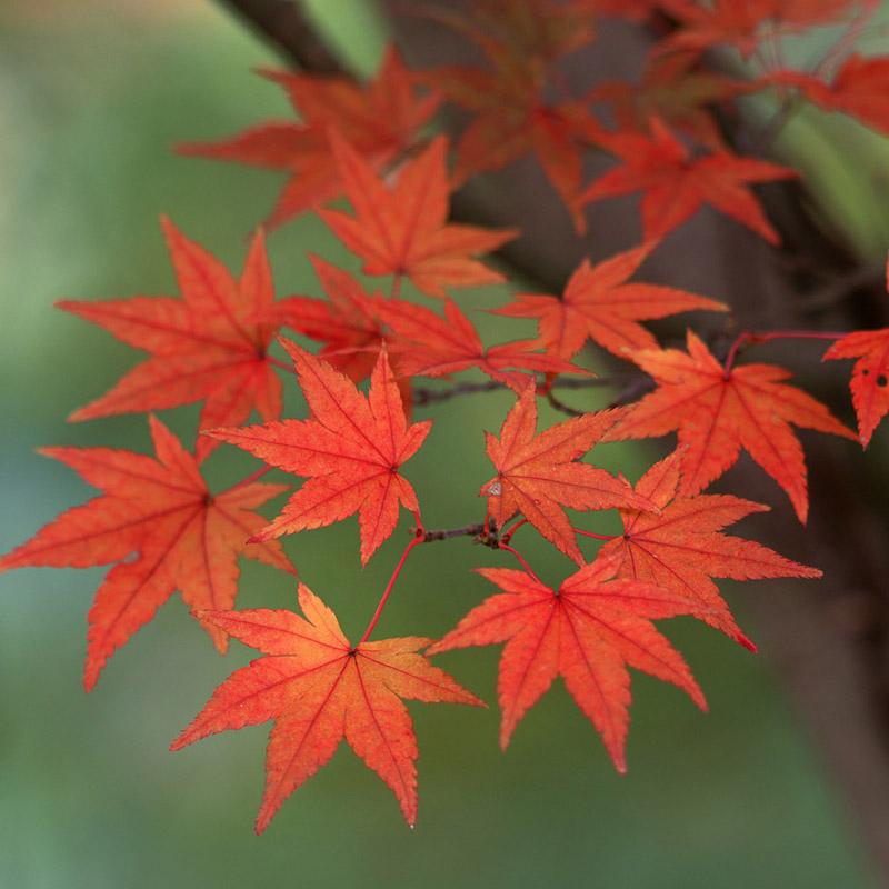 庭院风景树嫁接红枫树苗盆景四季红枫室内外植物盆栽花卉绿植