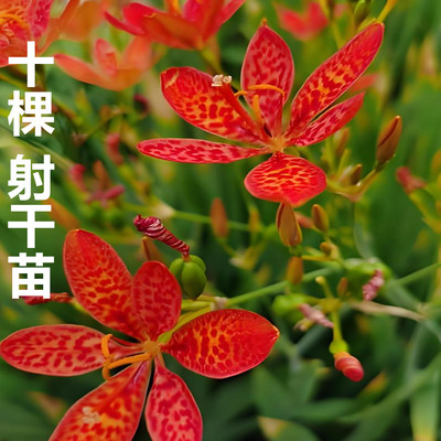 花苗竹叶客厅庭院盆栽植物