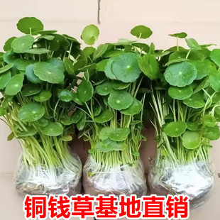 大叶铜钱草水培植物室内好养鱼缸水草专用水养金钱草花卉绿植盆栽