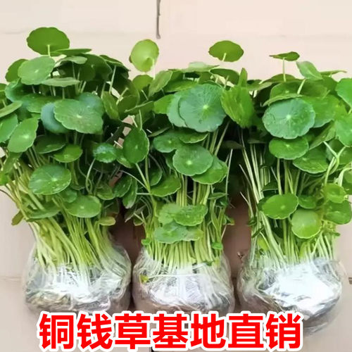大叶铜钱草水培室内好养鱼缸水草