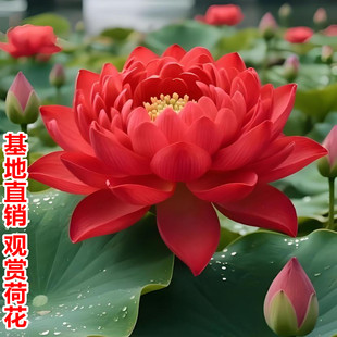莲藕种根苗荷花苗盆栽水养大型食用池塘观赏睡莲水培碗莲种藕