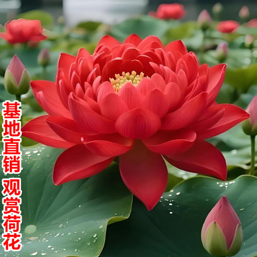 莲花水养食用莲藕池塘碗莲种藕