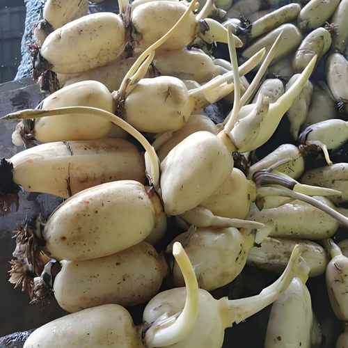 鄂莲9号巨无霸食用莲藕种苗炒吃脆煲汤粉藕大型莲藕藕苗