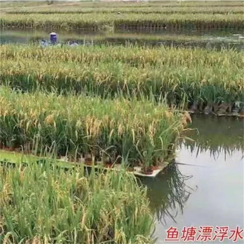 定制鱼菜共生漂浮板 水稻种植浮床 60*80规格水培蔬菜定植板