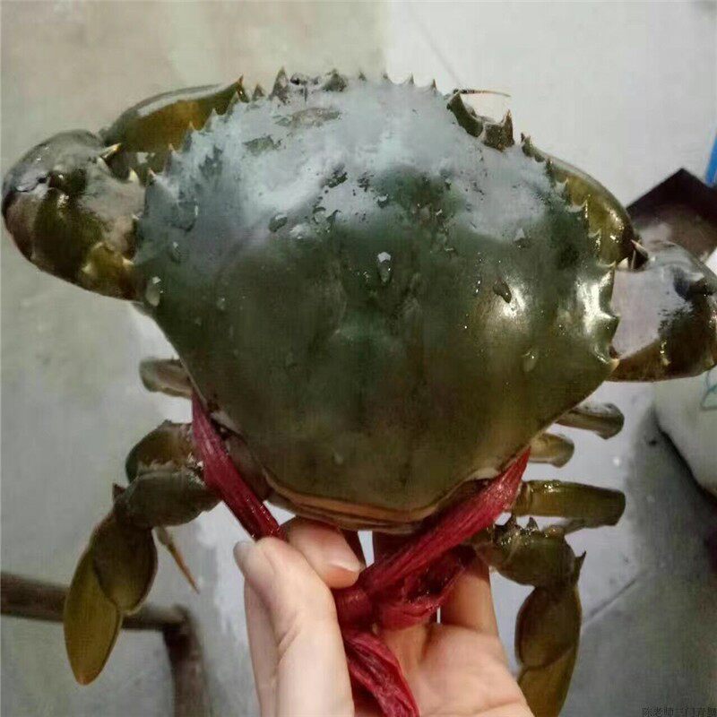 正宗野生三门青蟹单个1斤野生大青蟹