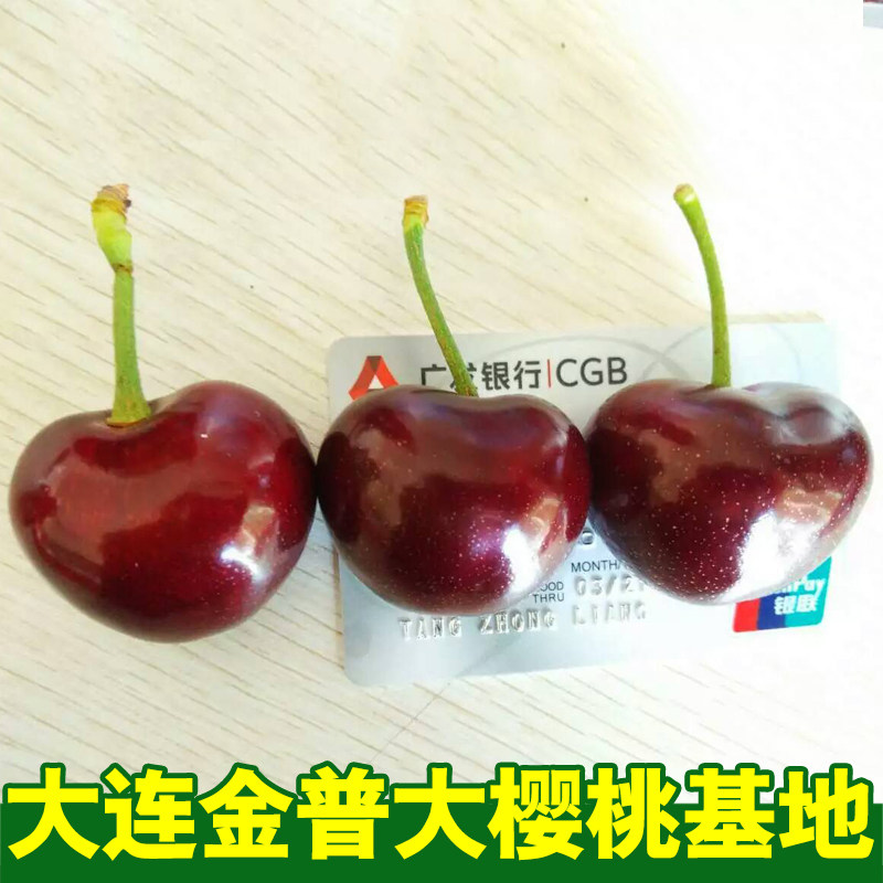 大连美早大樱桃产地顺丰空运直发