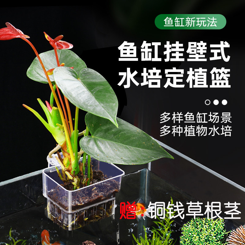 水培植物壁挂式种植杯装饰草绿萝