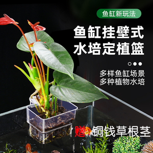 水培植物壁挂式种植杯装饰草绿萝