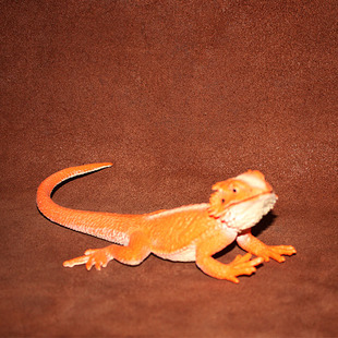 safari 仿真爬行动物模型玩具塑胶场景摆件 松狮蜥蜴