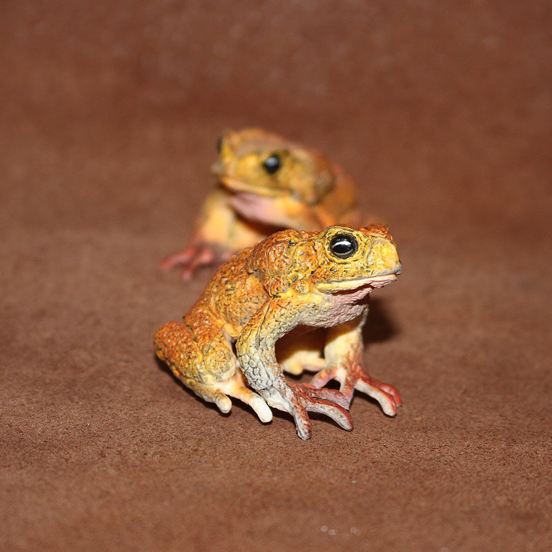 safari 仿真动物模型玩具迷你场景摆件 两栖动物 毒蛙 毒蛤蟆