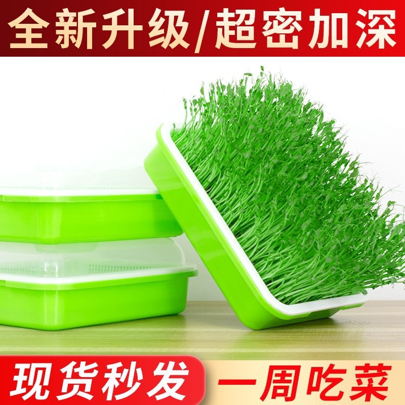育苗盘芽苗盘菜阳台种菜盆水培
