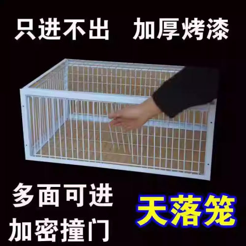 只进不出抓鸽子加密天落笼户外