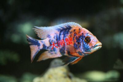 马雕ob孔雀观赏鱼5cm小型鱼