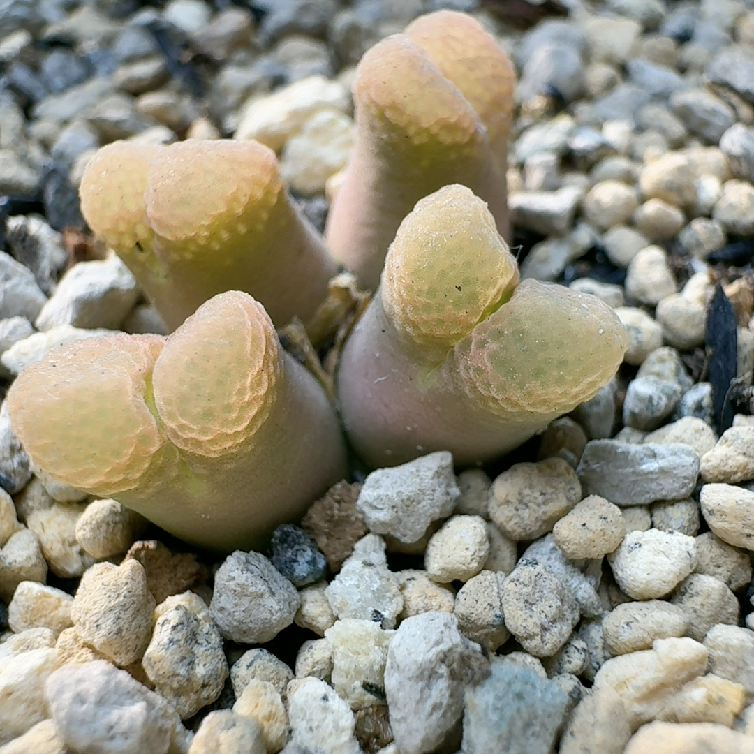 37号樱花风铃