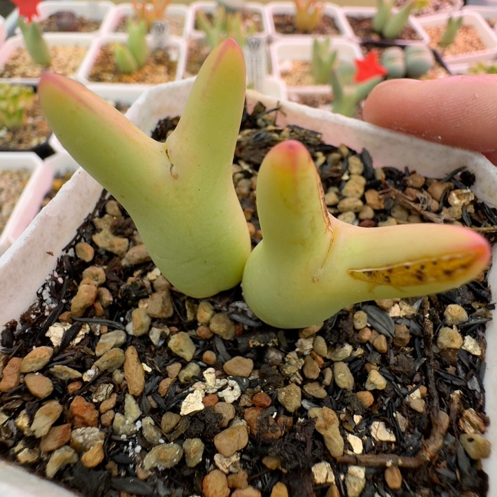 53号双头大劈叉皮卡丘