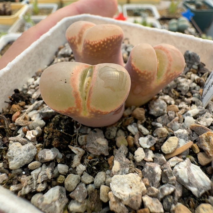 57号1799.8粉兔子,鲜花速递/花卉仿真/绿植园艺,多肉植物,淘宝优惠券,粉丝福利购,淘宝优惠卷