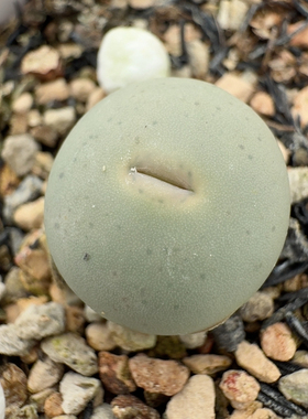 58号v嘴sh434尺寸1.6裂开了