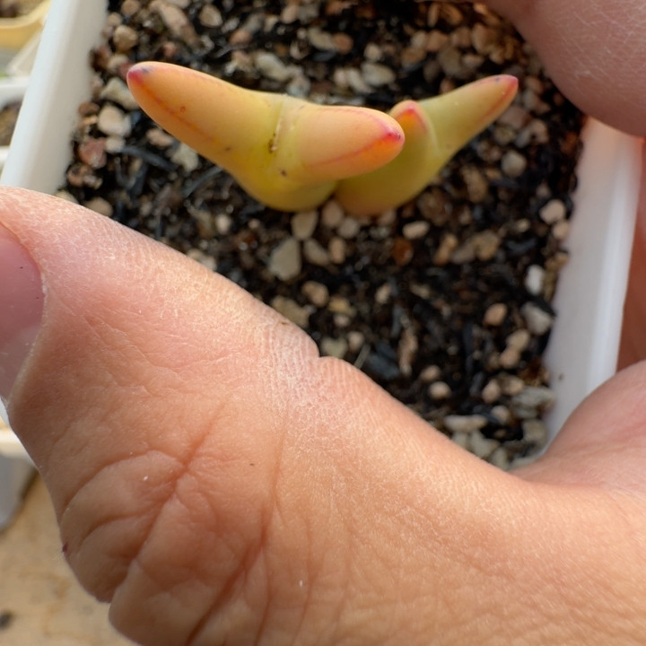 60号果冻色皮卡220,鲜花速递/花卉仿真/绿植园艺,多肉植物,淘宝优惠券,粉丝福利购,淘宝优惠卷