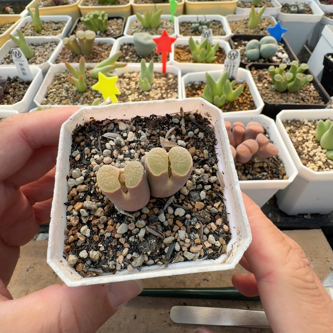 19号双头大窗,鲜花速递/花卉仿真/绿植园艺,多肉植物,淘宝优惠券,粉丝福利购,淘宝优惠卷