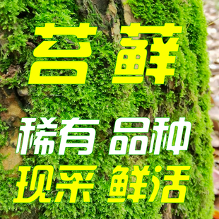 【鲜活牛毛藓】苔藓稀有品种植物生态微景观雨林缸草缸造景绿化