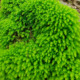 牛毛藓种苗3天发芽 青苔藓种苗绿土苔藓微景观造景庭院绿化