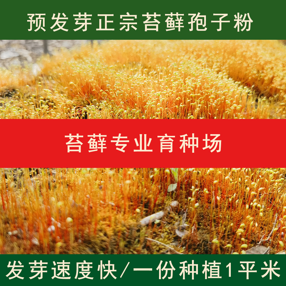 【正宗苔藓孢子粉】青苔藓孢子粉苔藓微景观造景庭院绿化种植,鲜花速递/花卉仿真/绿植园艺,苔藓微景观,淘宝优惠券,粉丝福利购,淘宝优惠卷